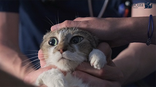 Vidéo clinique vétérinaire